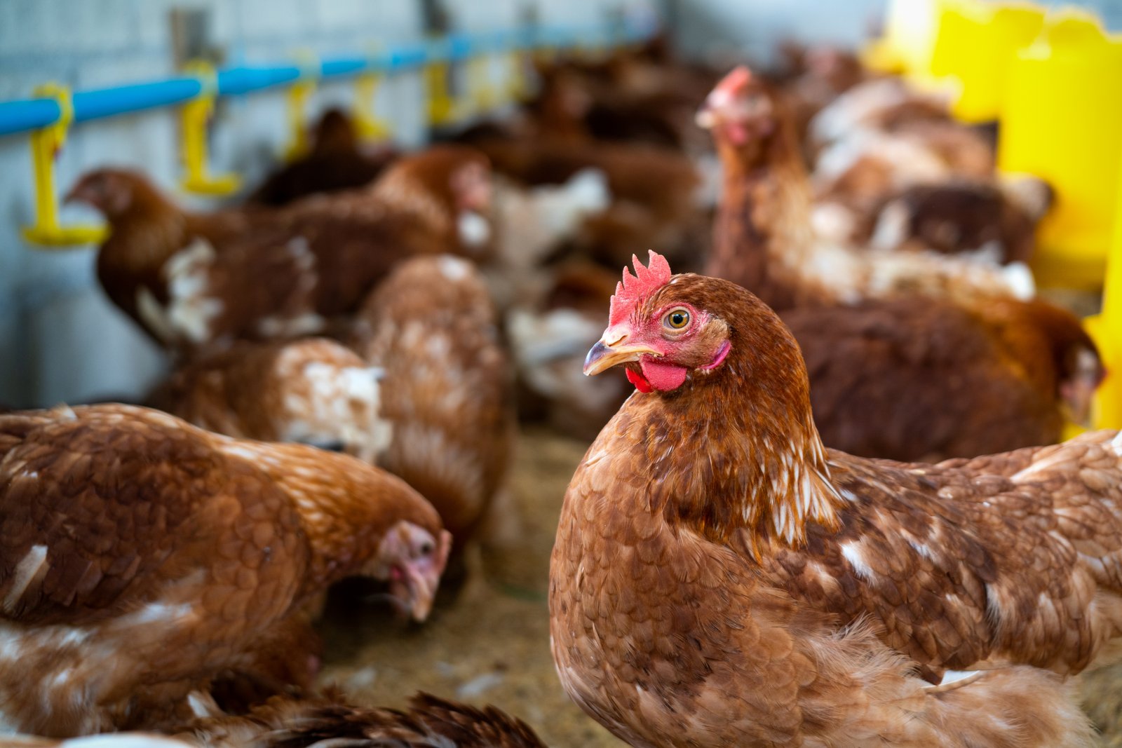 United States Reports First Global Fatality Linked to H5N5 Avian Influenza